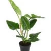 Baumfreund - Philodendron Subhastatum
