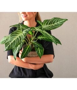 Goldnarbe - Xanthosoma Lindenii 'Angel Wings' -Garten & Außenbereich 8765224 WE MO 001 PhilodendronVerrucosum