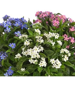Vergissmeinnicht-Trio -Garten & Außenbereich 8809527 PR DE 001 MyosotisTrioVergissmeinnichtT12DehnerHerzig