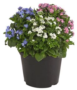 Vergissmeinnicht-Trio