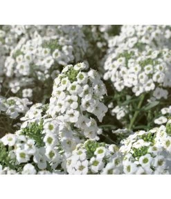 Duftsteinrich -Garten & Außenbereich 8809568 WE DE 001 LobulariaSnowPrincessKientzler