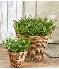 Köcherblümchen, Busch, Verschiedene Farben 8 Köcherblümchen, Busch, Verschiedene Farben -Garten & Außenbereich 8811366 8594673 8594244 PR MO 003 CupheaHyssopifT11BL18UveSauer