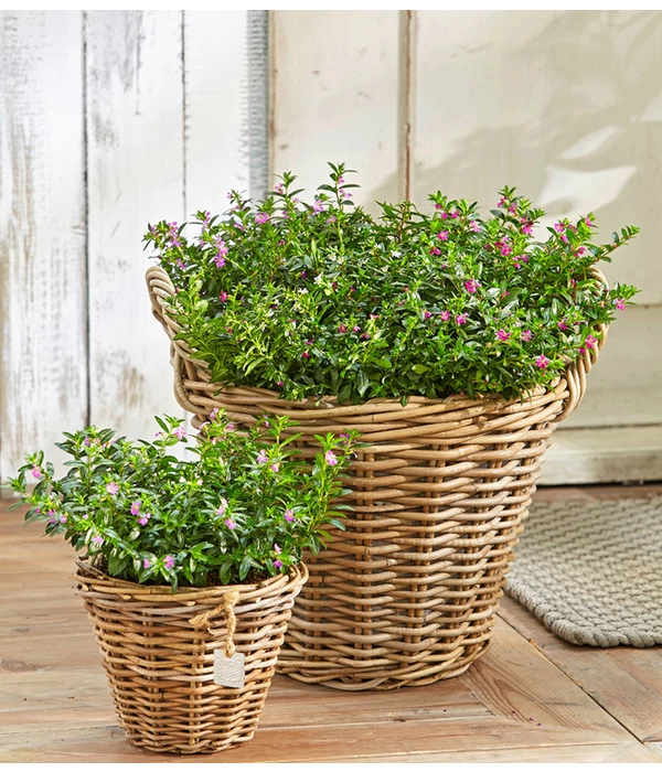 Köcherblümchen, Busch, Verschiedene Farben 3 Köcherblümchen, Busch, Verschiedene Farben – Bild 3