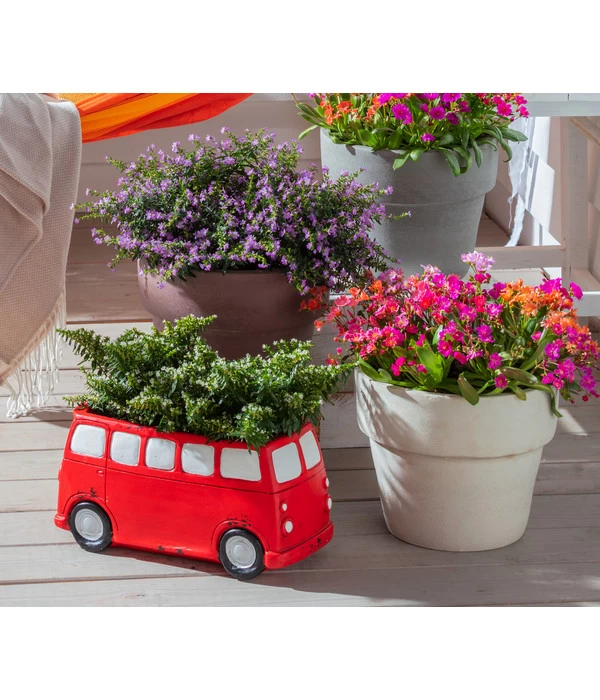 Köcherblümchen, Busch, Verschiedene Farben 4 Köcherblümchen, Busch, Verschiedene Farben – Bild 4