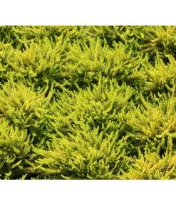 Krähenbeere -Garten & Außenbereich 8812216 BildFS 001 KraehenbeereRauschbeereEmpetrumNigrum