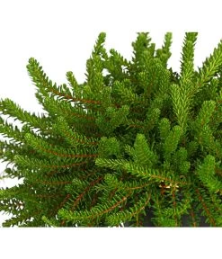 Krähenbeere -Garten & Außenbereich 8812216 WE DE 002 EmpetrumNigrumKraehenbeereT11DehnerExpressHerzig