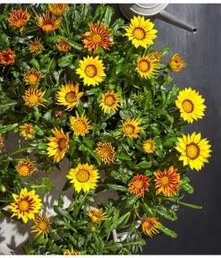 Mittagsgold, Verschiedene Farben -Garten & Außenbereich 8812851 PR MO 002 gazania