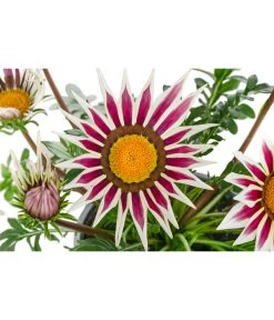 Mittagsgold, Verschiedene Farben -Garten & Außenbereich 8812851 WE DE 001 GazaniaT12