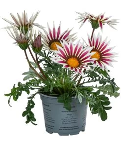 Mittagsgold, Verschiedene Farben -Garten & Außenbereich 8812851 WE FS 001 GazaniaT12