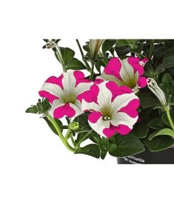 Hängepetunie 'Pink Heart®' -Garten & Außenbereich 8814899 WE DE 001 HaengepetuniePinkHeart