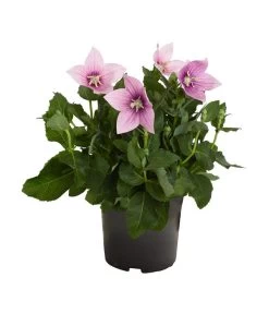 Ballonblume, Verschiedene Farben -Garten & Außenbereich 8817124 PR FS 001 PlatycodonGrandiflorusBallonblumeDehnerZS