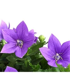 Ballonblume, Verschiedene Farben -Garten & Außenbereich 8817124 WE DE 001 BallonblumePlatycodonGrandiflorusMixT12BlauDehnerExpressHerzig