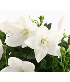 Ballonblume, Verschiedene Farben -Garten & Außenbereich 8817124 WE DE 001 PlatycodonBallonblumeMixWeissT12DehnerExpressHerzig