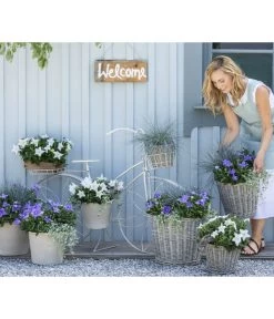 Ballonblume, Verschiedene Farben -Garten & Außenbereich 8817124 WE MO 001 PlatycodonFestuca2021GC13