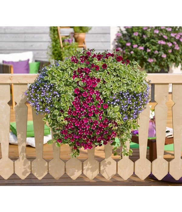 Weihrauch – Bild 2