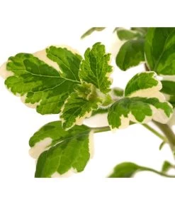 Weihrauch -Garten & Außenbereich 8817157 WE DE 002 WeihrauchT11