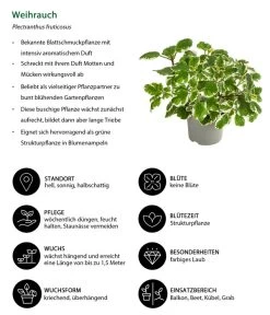 Weihrauch -Garten & Außenbereich 8817157 WE IG 001 Weihrauch