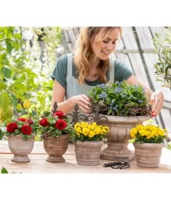 Ranunkel, Verschiedene Farben -Garten & Außenbereich 8817355 6874812 6855456 8244501 8808214 WE MO 001 GC02 2022