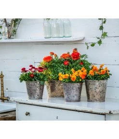 Ranunkel, Verschiedene Farben -Garten & Außenbereich 8817355 8810079 WE MO 001 RanunkelnGaensebluemchen