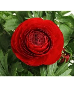 Ranunkel, Verschiedene Farben -Garten & Außenbereich 8817355 PR DE 001 RanunkelnT11DehnerExpressHerzig