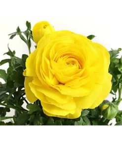 Ranunkel, Verschiedene Farben -Garten & Außenbereich 8817355 PR DE 002 RanunkelnT11DehnerExpressHerzig