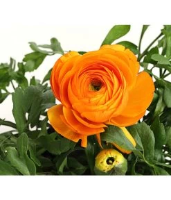 Ranunkel, Verschiedene Farben -Garten & Außenbereich 8817355 PR DE 003 RanunkelnT11DehnerExpressHerzig