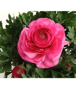 Ranunkel, Verschiedene Farben -Garten & Außenbereich 8817355 PR DE 004 RanunkelnT11DehnerExpressHerzig