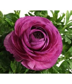 Ranunkel, Verschiedene Farben -Garten & Außenbereich 8817355 PR DE 005 RanunkelnT11DehnerExpressHerzig