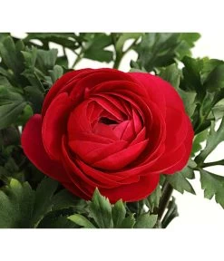 Ranunkel, Verschiedene Farben -Garten & Außenbereich 8817355 PR DE 006 RanunkelnT11DehnerExpressHerzig