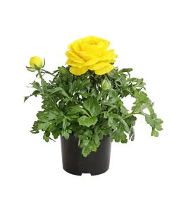 Ranunkel, Verschiedene Farben -Garten & Außenbereich 8817355 PR FS 002 RanunkelnT11DehnerExpressHerzig