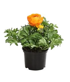 Ranunkel, Verschiedene Farben -Garten & Außenbereich 8817355 PR FS 003 RanunkelnT11DehnerExpressHerzig