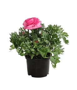 Ranunkel, Verschiedene Farben -Garten & Außenbereich 8817355 PR FS 004 RanunkelnT11DehnerExpressHerzig