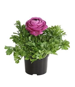 Ranunkel, Verschiedene Farben -Garten & Außenbereich 8817355 PR FS 005 RanunkelnT11DehnerExpressHerzig