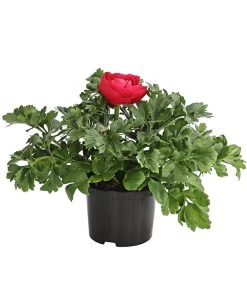 Ranunkel, Verschiedene Farben -Garten & Außenbereich 8817355 PR FS 006 RanunkelnT11DehnerExpressHerzig