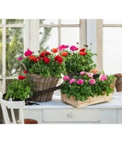 Ranunkel, Verschiedene Farben -Garten & Außenbereich 8817355 WE MO 001 Ranunkeln