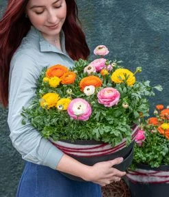 Ranunkel, Verschiedene Farben -Garten & Außenbereich 8817355 WE MO 002 Ranunkeln