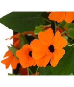 Schwarzäugige Susanne -Garten & Außenbereich 8826505 WE DE 005 ThunbergiaOrangeT13