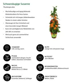 Schwarzäugige Susanne -Garten & Außenbereich 8826505 WE IG 001 ThunbergiaOrangeT13