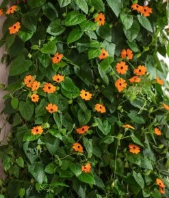 Schwarzäugige Susanne -Garten & Außenbereich 8826505 WE MO 001 ThunbergiaAlataSchwarzaeugigeSusanneT13