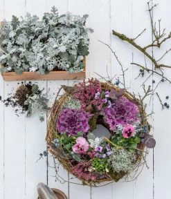 Midi Alpenveilchen, Verschiedene Sorten -Garten & Außenbereich 8826752 WE MO 001 ZierkohlKranzHerbststory