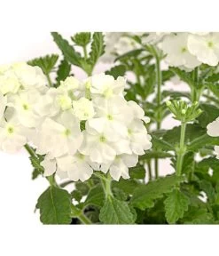 Eisenkraut, Verschiedene Farben -Garten & Außenbereich 8826828 PR DE 001 VerbenaEisenkrautMixT13DehnerExpressHerzig