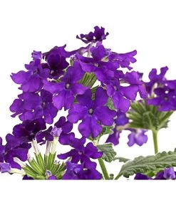 Eisenkraut, Verschiedene Farben -Garten & Außenbereich 8826828 PR DE 003 VerbenaEisenkrautMixT13DehnerExpressHerzig