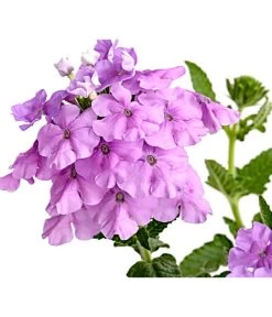 Eisenkraut, Verschiedene Farben -Garten & Außenbereich 8826828 PR DE 004 VerbenaEisenkrautMixT13DehnerExpressHerzig