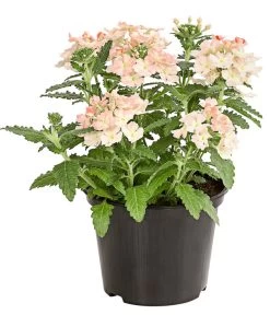 Eisenkraut, Verschiedene Farben -Garten & Außenbereich 8826828 PR FS 002 VerbenaEisenkrautMixT13DehnerExpressHerzig