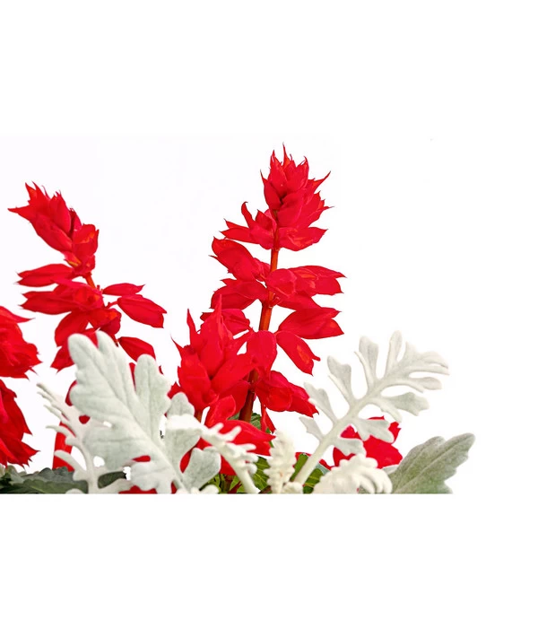 Pflanzen-Duo Feuersalbei Und Silberblatt 2 Pflanzen-Duo Feuersalbei Und Silberblatt – Bild 2