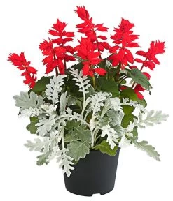 Pflanzen-Duo Feuersalbei Und Silberblatt