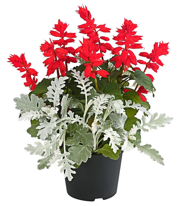 Pflanzen-Duo Feuersalbei Und Silberblatt 1 Pflanzen-Duo Feuersalbei Und Silberblatt