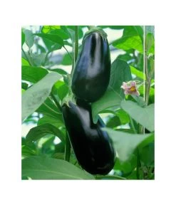 Dehner Gourmet Garten Aubergine, Veredelt -Garten & Außenbereich 8830051 BildFS 001 AubergineCarmenGgAubergineCarmen
