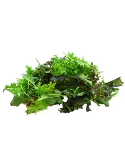 Bio Asia Wildkräuter Im Pottburri®-Topf -Garten & Außenbereich 8830473 WE DE 002 BioPBAsiaWildkraeuter