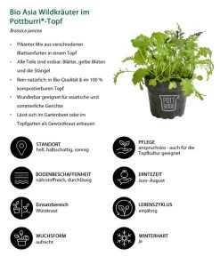 Bio Asia Wildkräuter Im Pottburri®-Topf -Garten & Außenbereich 8830473 WE IG 001 BioAsiaWildkraeuterimPottburriTopf